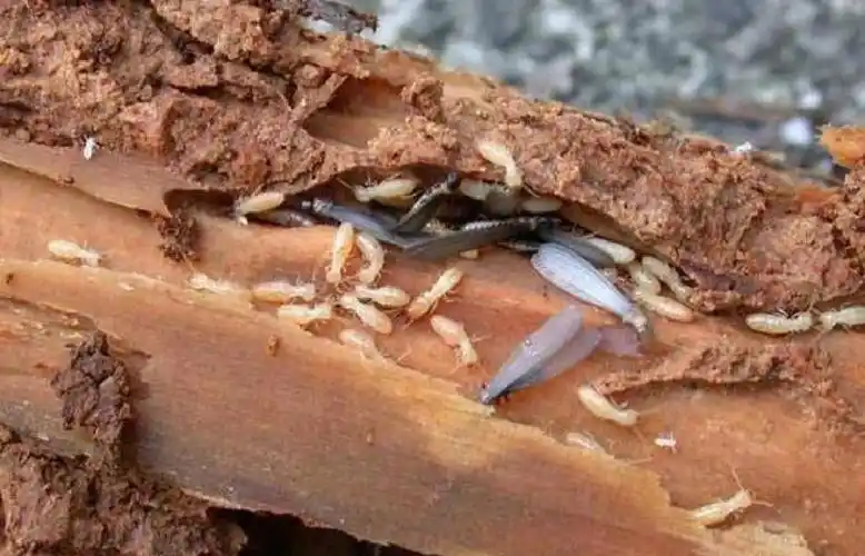 🐛木头里的白色虫子是什么?