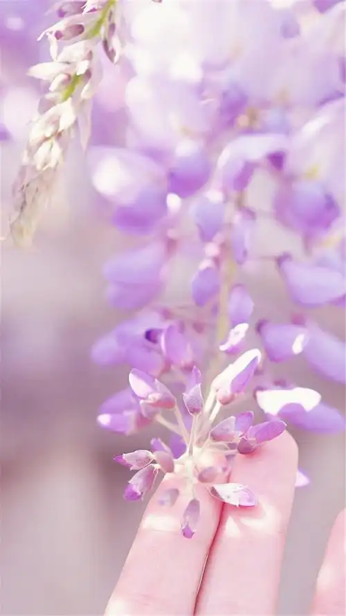 唯美紫色花卉图片高清手机壁纸_植物_手机壁纸下载_美桌网