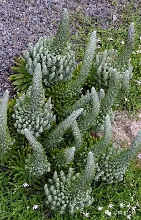 雷神吹上7水牛角属常见有紫龙角,剑龙角,龙角,阿修萝,赤缟牛角等.
