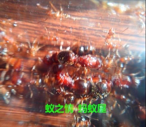 蚂蚁后活体 宠物蚂蚁 大头蚁 好养 奇大头蚁 完整群落