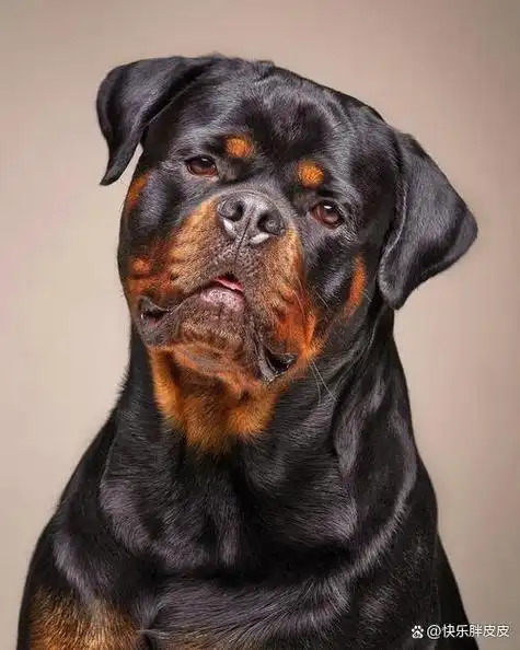 罗威纳犬:力量与勇气的化身