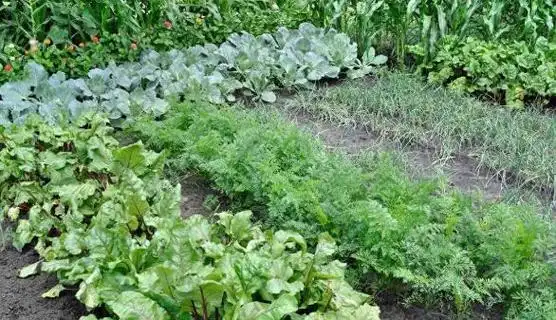 家里有菜园子,种点这两种植物,易活易长作用也很大