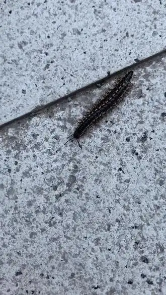 这是老公托老婆吧@dou 小助手 #爬行动物 #毛毛虫91 #观察昆虫 - 抖