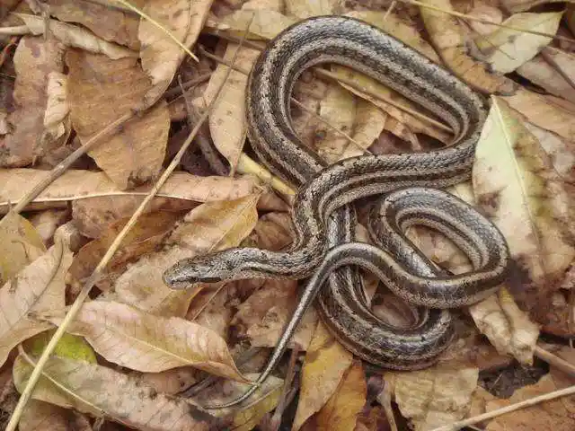 「蛇的种类」蛇视频大全高清 - 宠百科