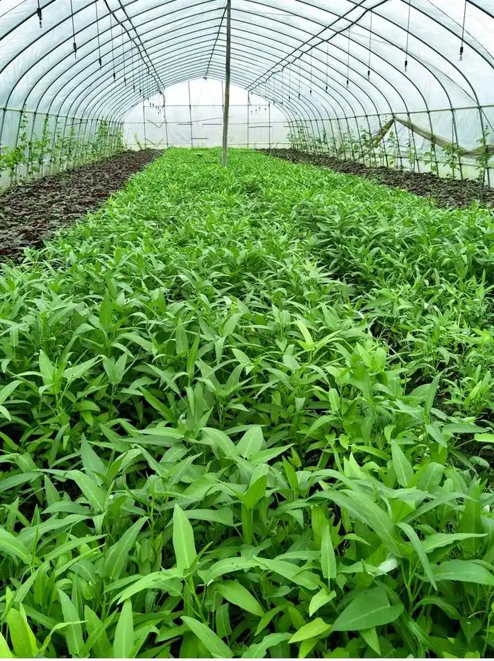 冬季空心菜温室大棚的种植技术