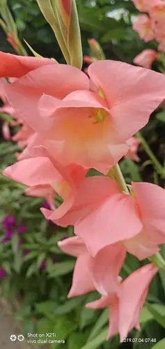 其它 胡子的美篇 写美篇                  临江仙【水仙花】