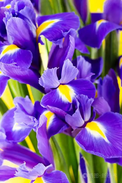 在黄色背景上的紫色鸢尾花