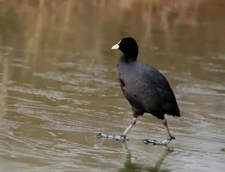 沙河探鸟《白骨顶》白骨顶是秧鸡科鸟类.