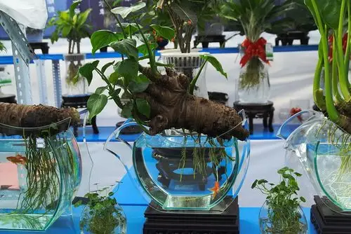 无土栽培的花卉及微缩山水景观