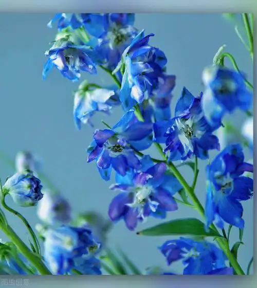 一花一世界,大自然真奇妙,美轮美奂的蓝色花海,醉香迷人