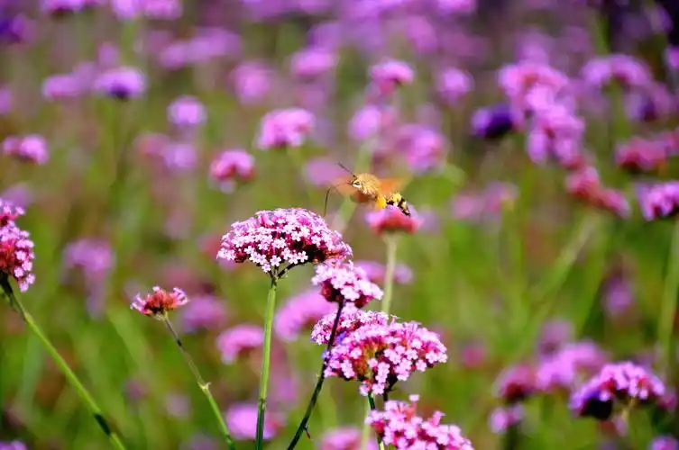 延庆薰衣草花海