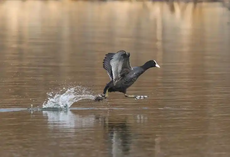 周日闲暇拍的白骨顶鸡