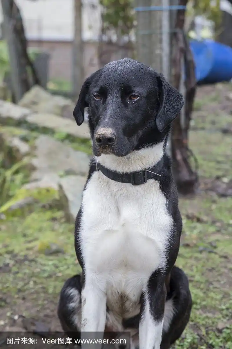 黑白狗,猎狗.