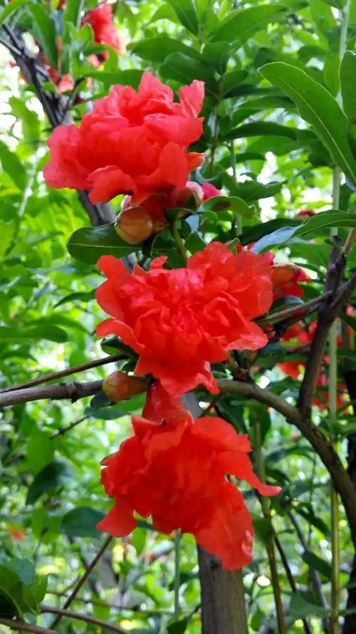 石榴花开红似火