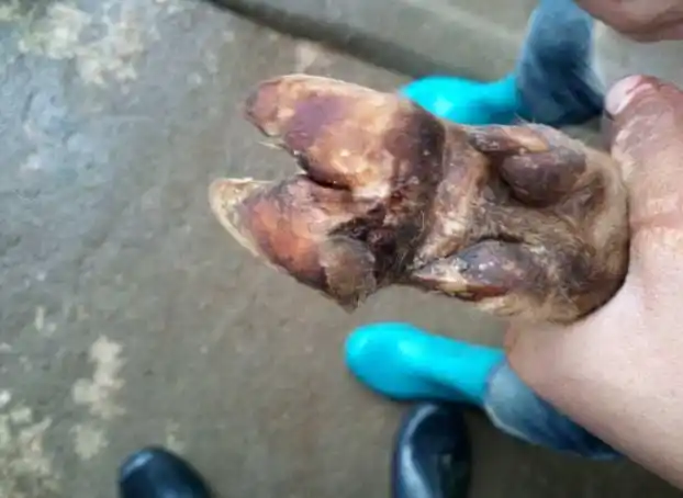 牛烂蹄子的原因与防治,牛的蹄子烂了是什么病?