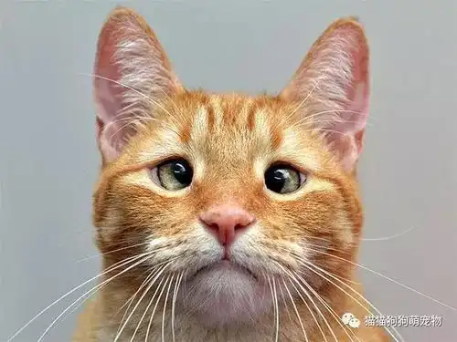 看完这些对眼儿的喵星人,感觉自己也对眼儿了