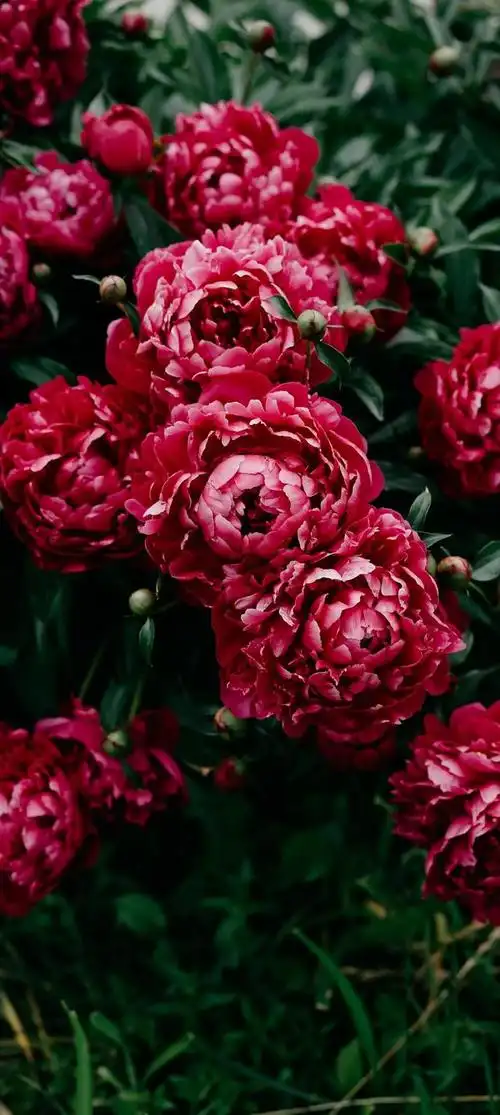 意境唯美玫瑰花壁纸(唯美花朵治愈你的内心)(13)