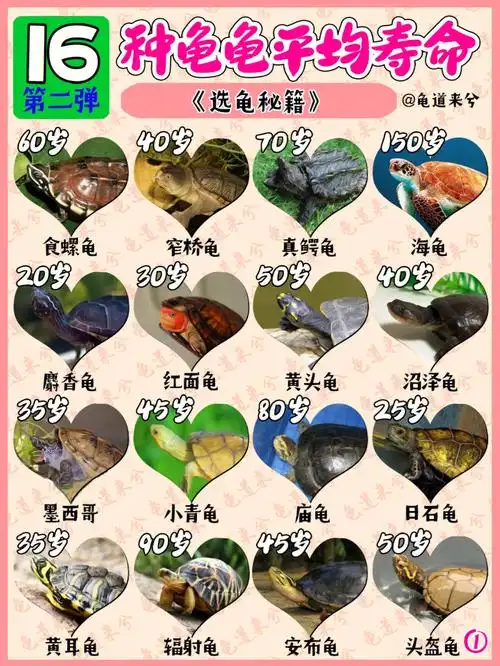 龟龟长寿秘籍第二弹如何挑选一只健康龟龟