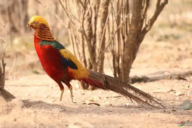 红腹锦鸡