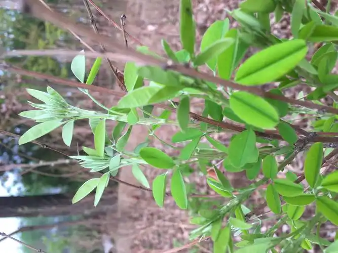 5元_高150公分/cm_胡枝子价格表_胡枝子报价_365园林