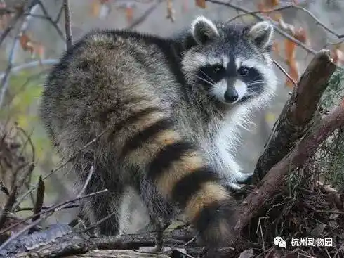 浣熊的尾巴跟小熊猫一样有环