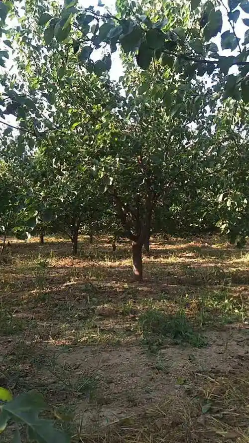 河北地区山杏树基地山杏苗木基地