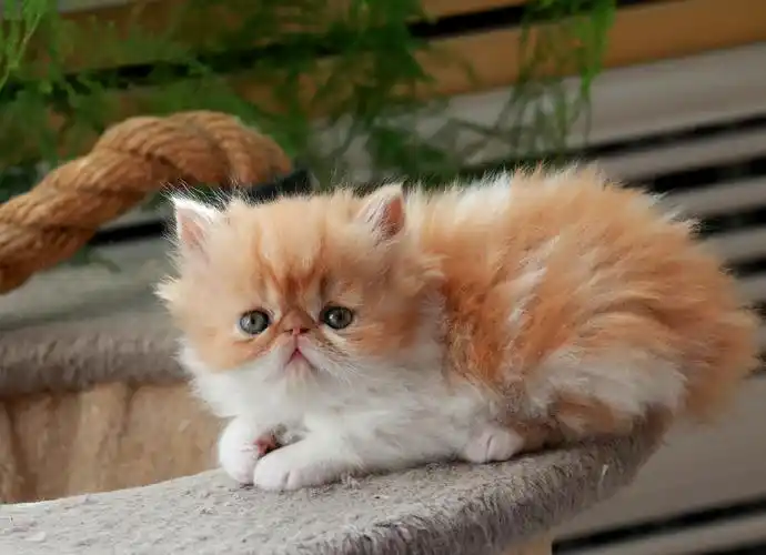 可爱的萌仔加菲