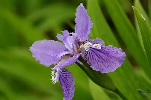 开紫色花的草本植物日本鸢尾图片分享