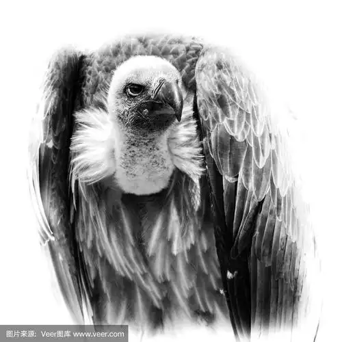 黑白图像的白背秃鹫