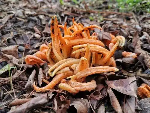 红佛手菌亮相南京,专家"可远观而不可亵玩"