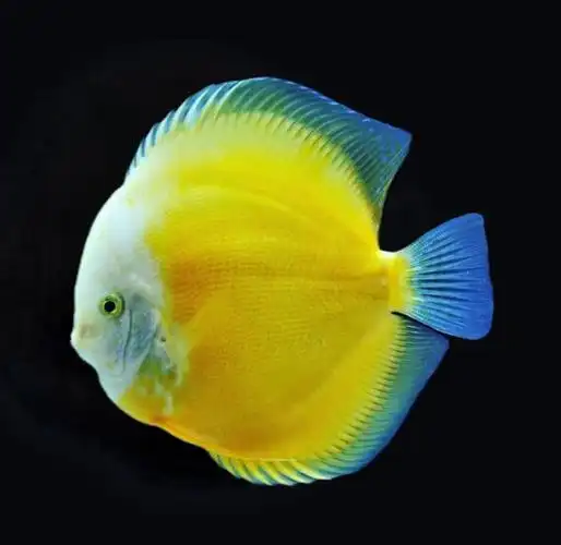 七彩神仙鱼种类丰富,色彩多样,游姿曼妙,深受观赏鱼爱好者的喜欢,也是