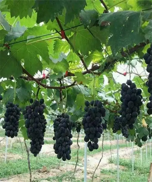 红罗莎里奥葡萄大棚栽培技术