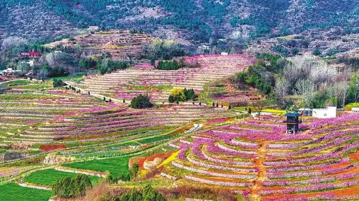 南阳市淅川县桃花灼灼映春色