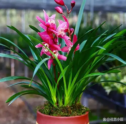 兰花是我国的名贵花卉. 只有我国人民才能欣赏它的美丽.