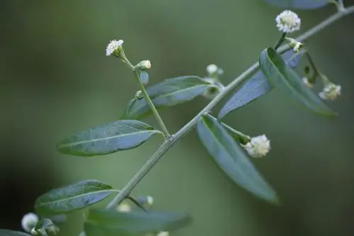 庆元植物1245-菊科-秋分草属-秋分草_手机搜狐网