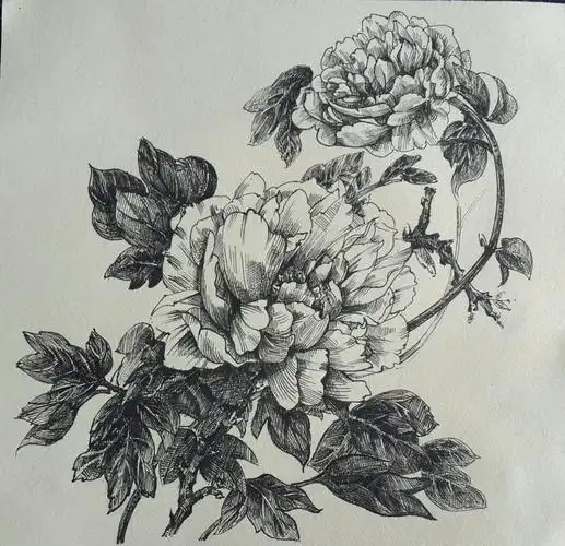 牡丹花素描涂画画