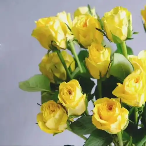 月球漫步玫瑰20枝