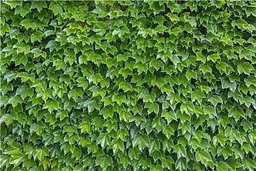 爬山虎,地锦,巴伐利亚,德国,欧洲藤,花环,赤陶,花瓶,花,水果北京大学