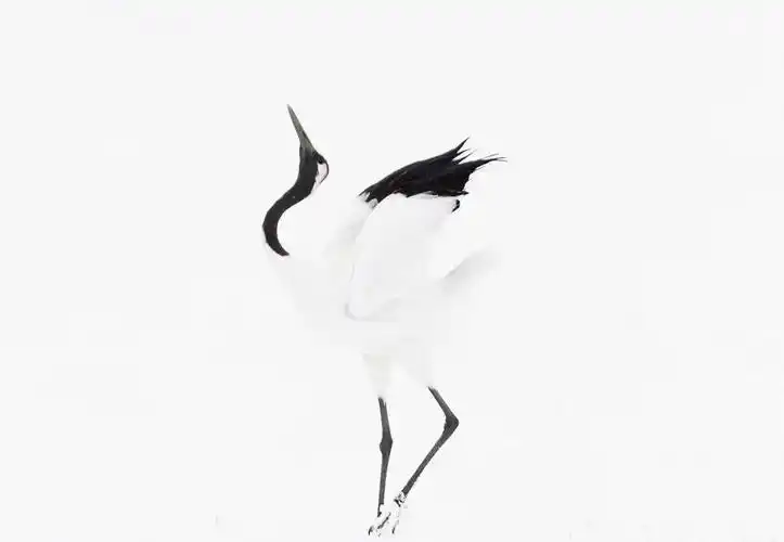 日本北海道鹤居村:冬日精灵丹顶鹤的栖息地!