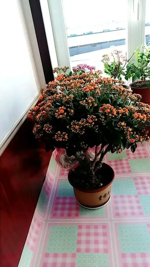 最美长寿花老桩