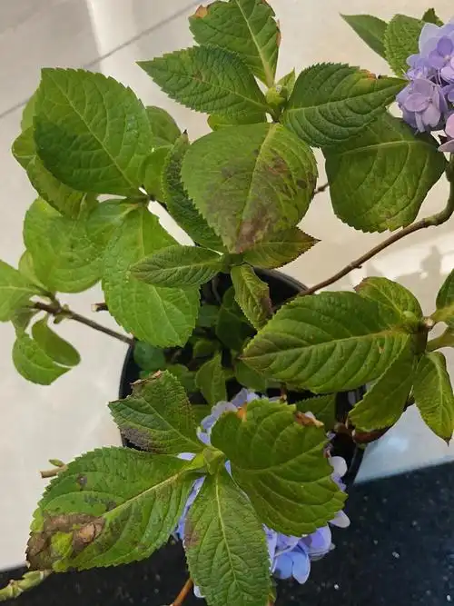 的绣球叶子慢慢出现干枯的斑点然后还发黄,小红薯大神们怎么办#绣球花