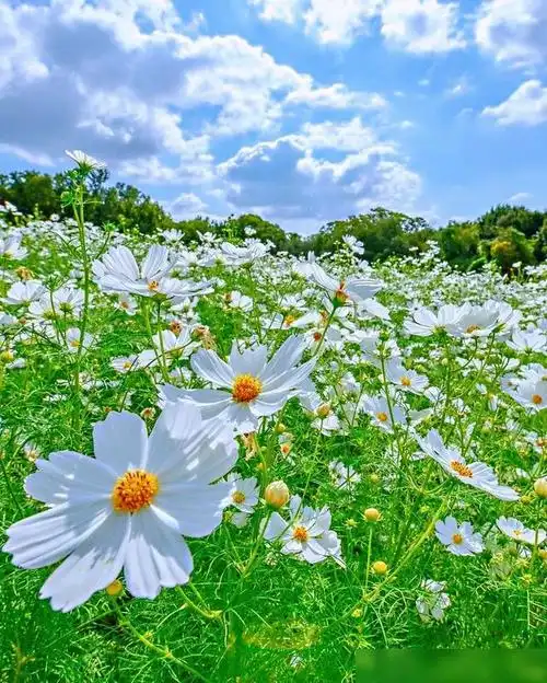 阳光励志早安句子干净入心满满的正能量