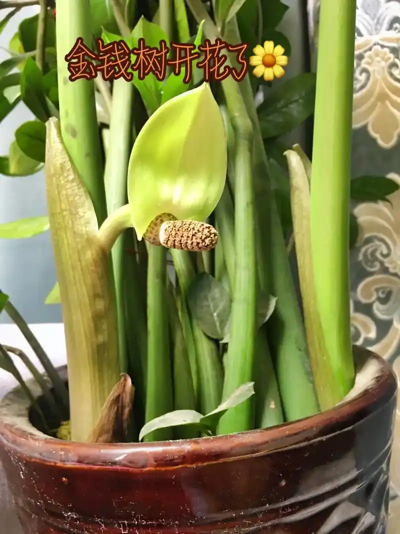 春已至花已开愿山河无恙人间皆安 养了十三年的金钱树竟然开花 - 抖