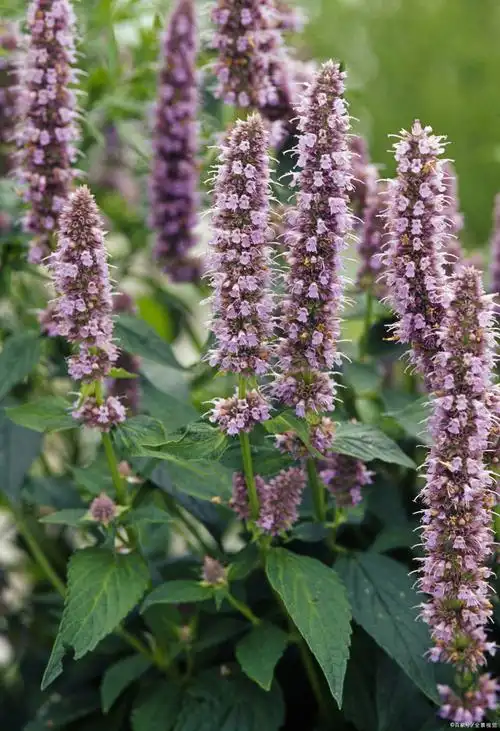 百度爱采购首页 商品专题_药材藿香的产出地很多,在中国各地广泛分布