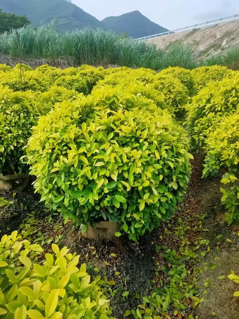 黄金榕精品球,黄金榕大袋苗 - 抖音