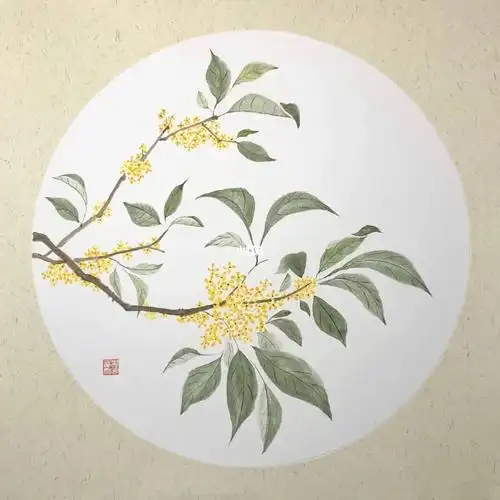 国画小白画桂花