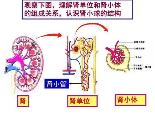 观察下图,理解肾单位和肾小体 的组成关系,认识肾小球的结构 第8页