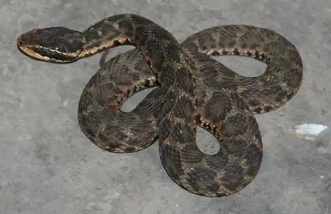 蝮蛇蝮蛇别称土球子,土谷蛇,土布袋,土狗子蛇,草上飞,七寸子,土公蛇等