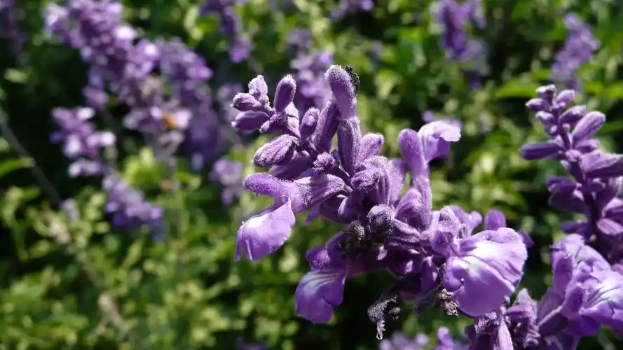 最美薰衣草花海