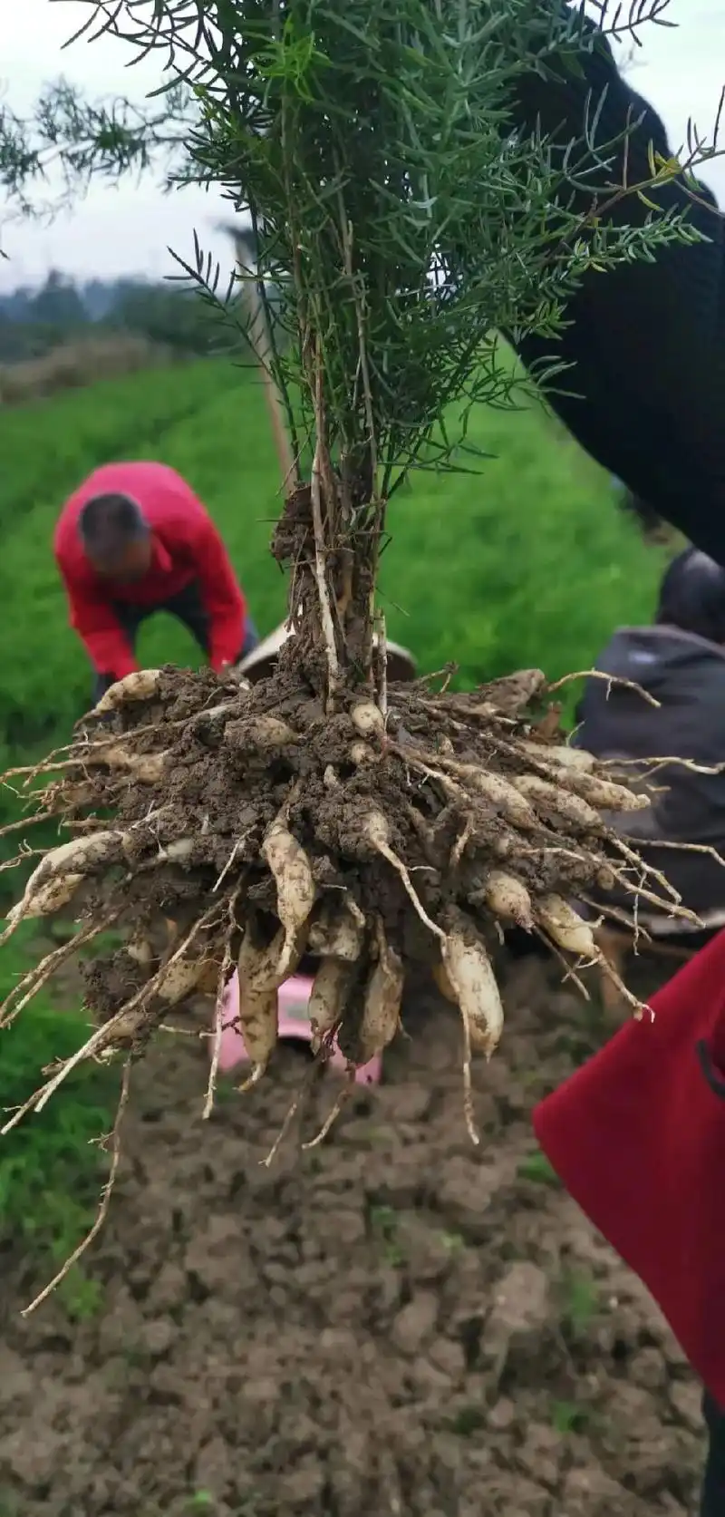 天门冬的功效与作用 滋阴降火,清肺止咳,润燥生津 天门冬 - 抖音